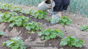 Огурец кустовой