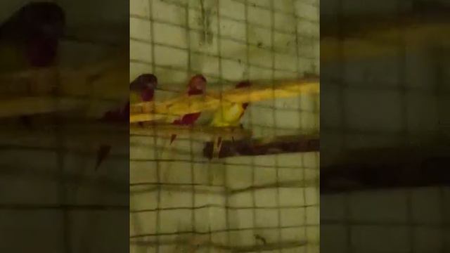 Феодосия продажа попугаев смотреть онлайн