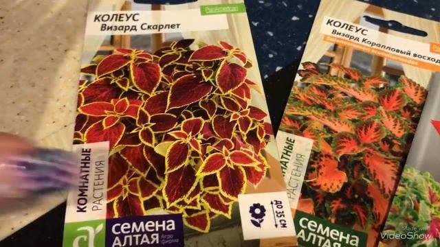 Колеус. Красивое декоративное растение! смотреть онлайн
