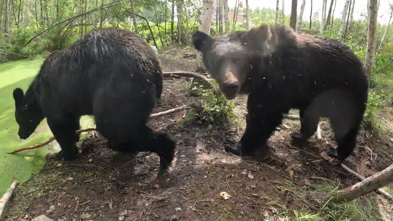 Медведи решили создавать модельное агентство. смотреть онлайн