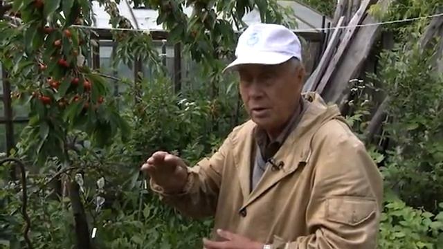 Черешня в садах Южного Урала. смотреть онлайн