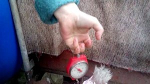 Мускусная утка весом -7,5кг (индоутка, шипун) . Взвешивание.