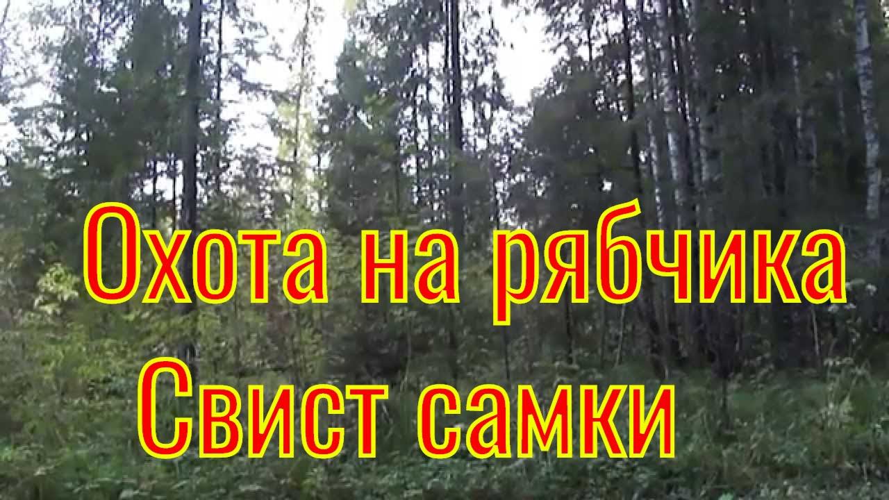 Рябчик \ Самочка  Охота на рябчика