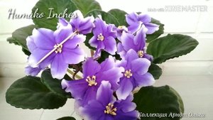 Фиалка Humako Inches