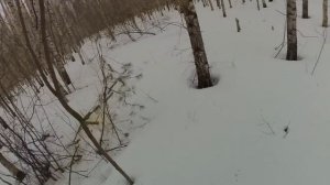 ЭКСПЕРИМЕНТ ПО СБОРУ ВАЛЕЖНИКА