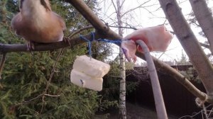 Что ест сойка в кормушке? Cложный выбор между САЛОМ И МАСЛОМ :)