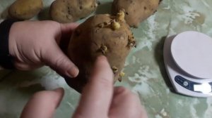 Картофель Сарпо Мира (подарок)