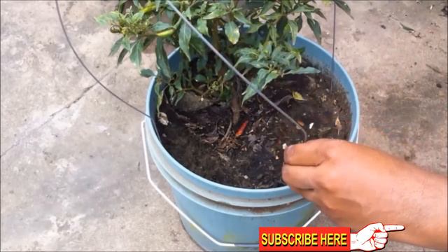 Plant protection cloche net for pots in rainy season смотреть онлайн