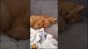 золотистый ретривер играет с кошками  ??