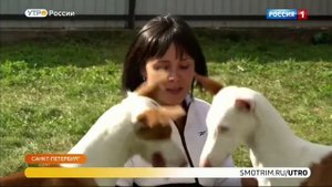 Репортаж о породе поденко ибиценко на канале Россия-1