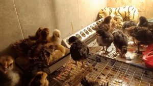 Пропойка с первых дней для цыплят. Цыплята энерджайзеры.