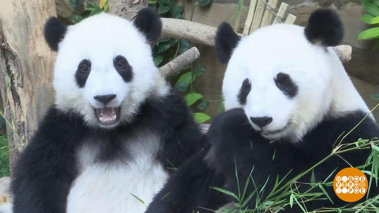 давай панда