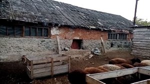 Гиссарские, эдильбаевские овцы. 0309.2023г.