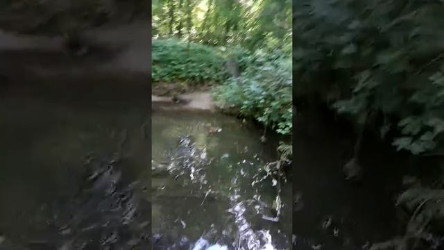 Дикая природа в центре Киева. Адреналин шалит... смотреть онлайн