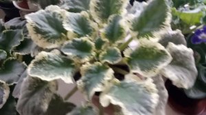 ЛЕГКО ,ПРОСТО И КРАСИВО ! ОБЗОР ФИАЛОК В ФЕВРАЛЕ НА ПОДОКОННИКЕ !!