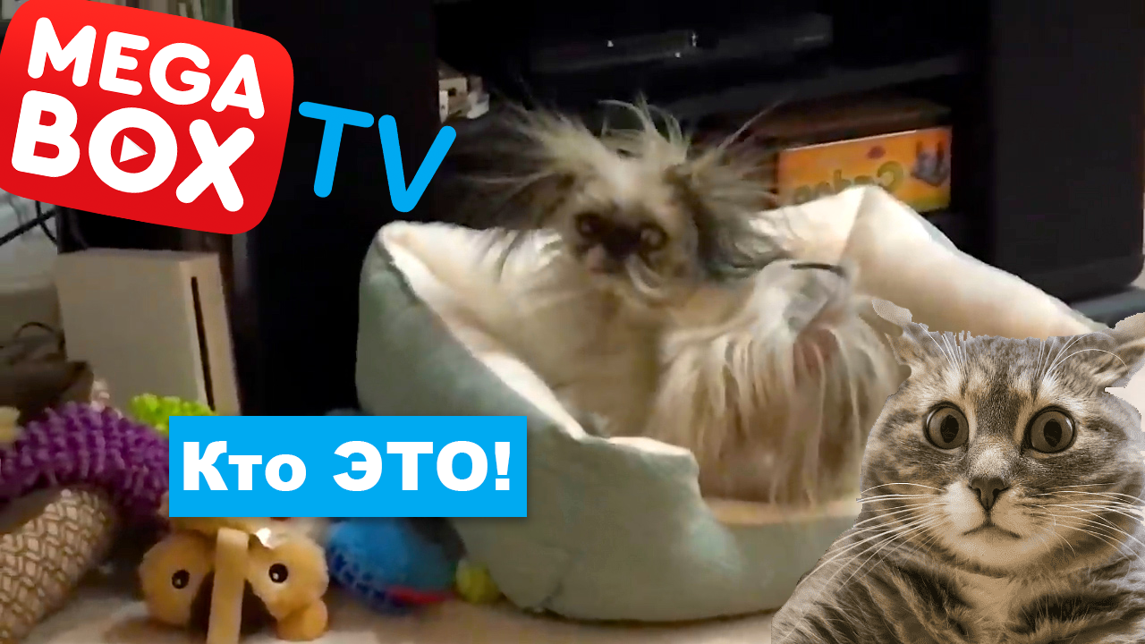 Смешные кошки и собаки - Видео наполненное позитивом