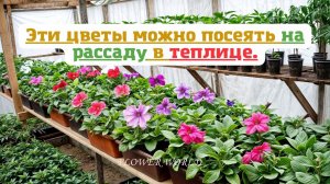 Эти цветы можно посеять на рассаду в теплице.💐