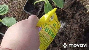 ПРЕПАРАТ СИЯНИЕ -2 НАГЛЯДНО В РАБОТЕ // ВАЦАП ДЛЯ ЗАКАЗА 89152458159 ПИСЬМЕННО