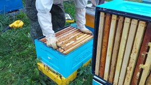 ОТБОР МЁДА/ФОРМИРОВАНИЕ ГНЕЗДА/МУРАВЬИНАЯ КИСЛОТА/РЕЗЮМЕ ПО СЕЗОНУ/ пчеловодство с Lyson
