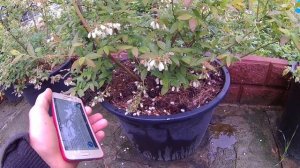 Голубика сорт Денис Блу . Цветение и описание сорта .