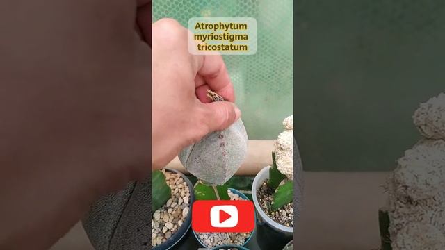 Astrophytum Myriostigma Tricostatum Seeds Harvest #shorts