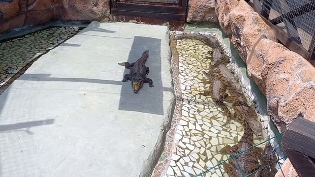 #АНАПА2023# КРОКОДИЛОВАЯ ФЕРМА ЧАСТЬ-2 (НАСТОЯЩИЕ КРОКОДИЛЫ) смотреть онлайн