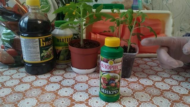 Удобрение с которым рассада растёт в два раза быстрее!!!