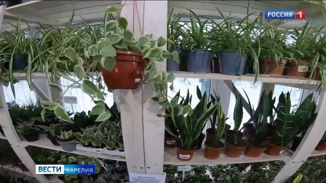Садовый центр рассказал, какие комнатные растения сейчас пользуются популярностью