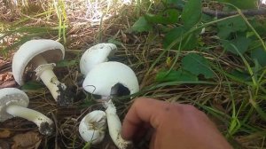 Pieczarka bulwiasta / zaroślowa(Agaricus sylvicola) Jaworzno