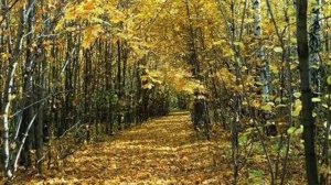 САМАРСКИЙ КРАЙ