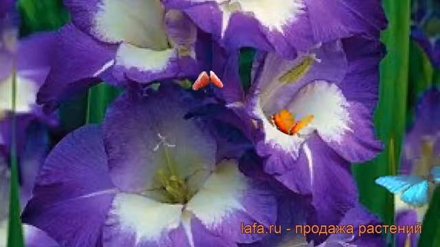 Гладиолус крупноцветковый Кингс Линн (gladiolus) ? обзор: как сажать, рассада гладиолуса Кингс Линн