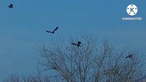 волан и слаг, кроухантинг, crow hunting, 4.5мм