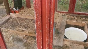 Как Гусята дикого Рыжего кота гоняли (полная версия)