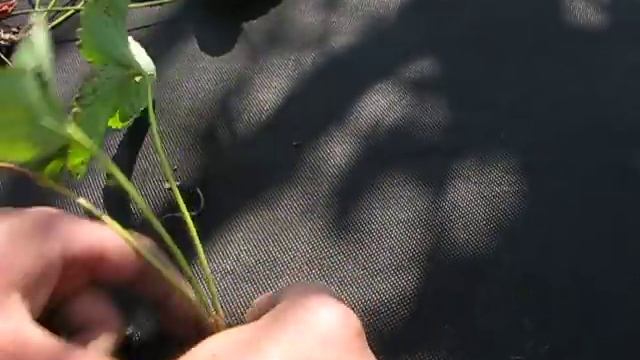 Посадка клубники в умную грядку смотреть онлайн