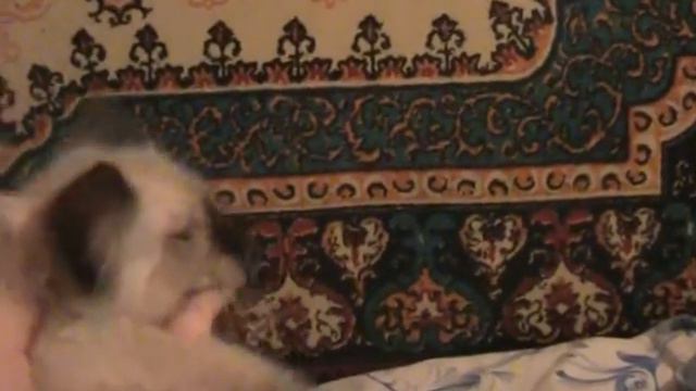 5 Сил поинт ПДШ