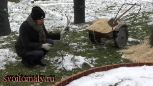 Как укрыть розы на зиму