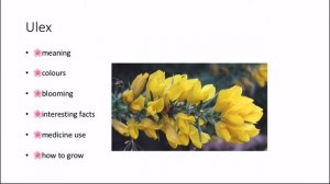 Letter U Flower Facts (Ulex and Ursinia)