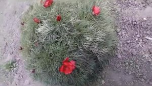 Уроки природолюбования. Пион тонколистный