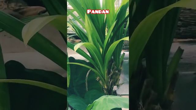 My Pandan Plant #mini balconygarden#