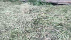 Сенокос! Нашли мертвого котенка!