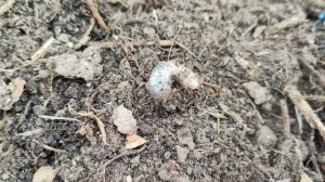 Не спешите её уничтожать. Личинка бронзовки очень похожа на личинку майского жука.