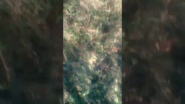 Сборка кизила смотреть онлайн