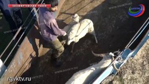В Дагестане продолжается перегон овец с летних пастбищ на зимние