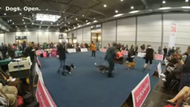 WDS 2017. Leipzig. November 11, 2017. Welsh Corgi Cardigan. смотреть онлайн