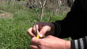 Прививка инжира,копулировка