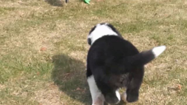 Honeytaste han hvalp 4 смотреть онлайн