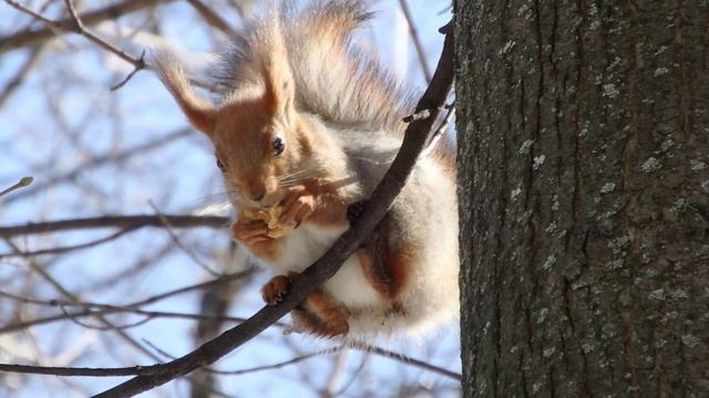 Соколы сапсаны охотятся на леммингов. Белка. Беличьи сухарики. Краснохвостый сарыч. Беркут ястреб коршун.