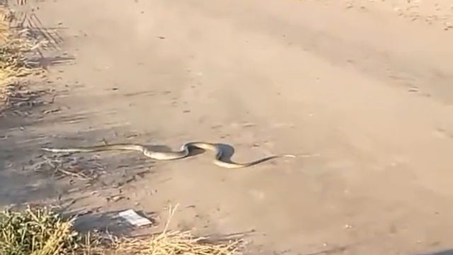 Змея на Херсонщине смотреть онлайн