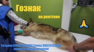 Пес Гознак на рентгене