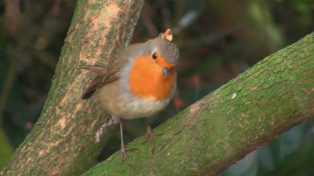 Животный мир. Успокаивающее видео. смотреть онлайн